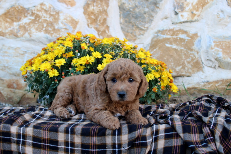 puppy, for, sale, Mini Goldendoodle F1B, Matthew B. Stoltzfus, dog, breeder, Gap, PA, dog-breeder, puppy-for-sale, forsale, nearby, find, puppyfind, locator, puppylocator, aca